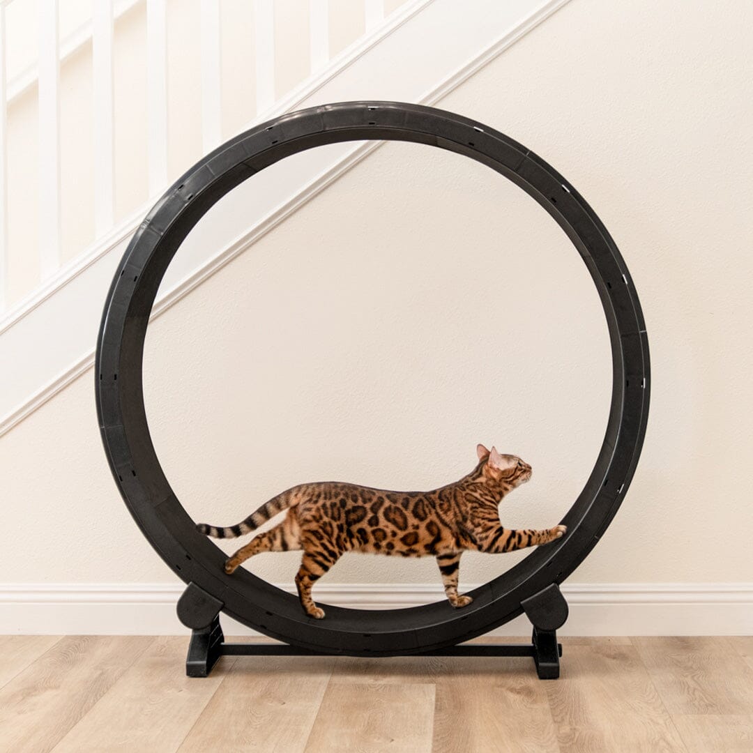 Cat Exercise Wheel