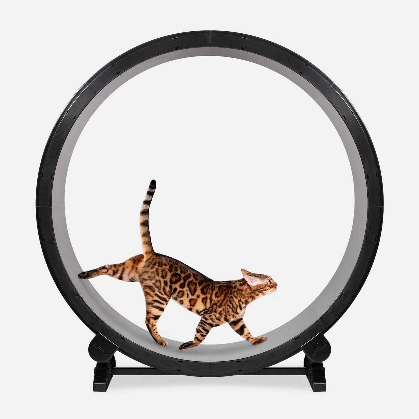 Cat Exercise Wheel