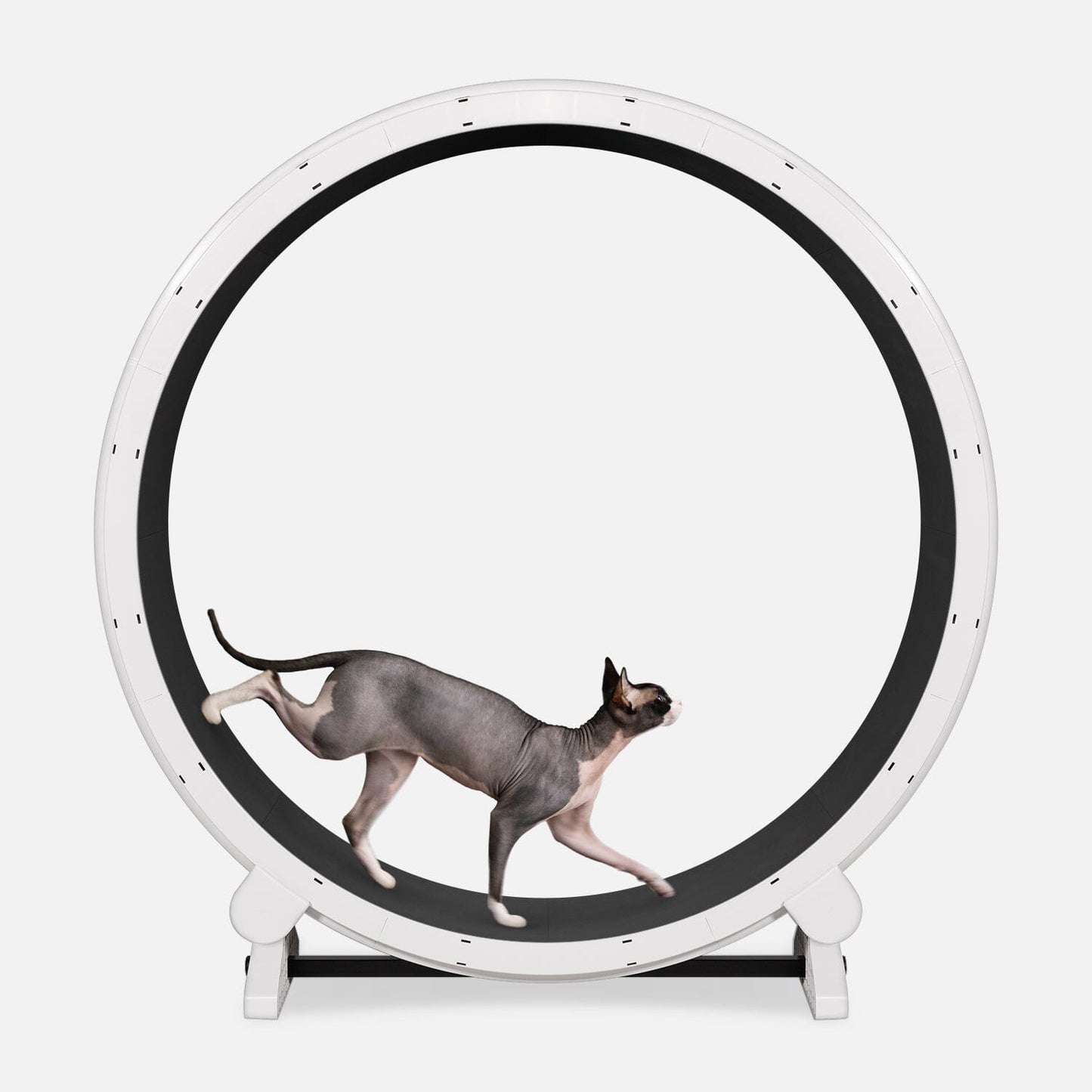 Cat Exercise Wheel