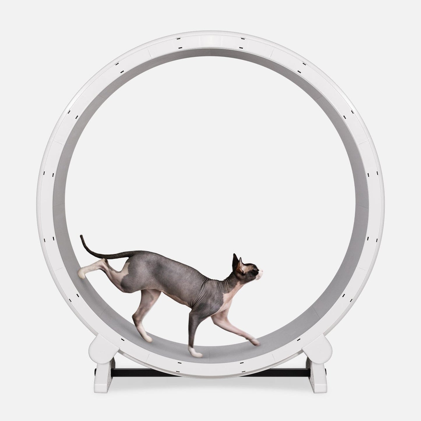 Cat Exercise Wheel