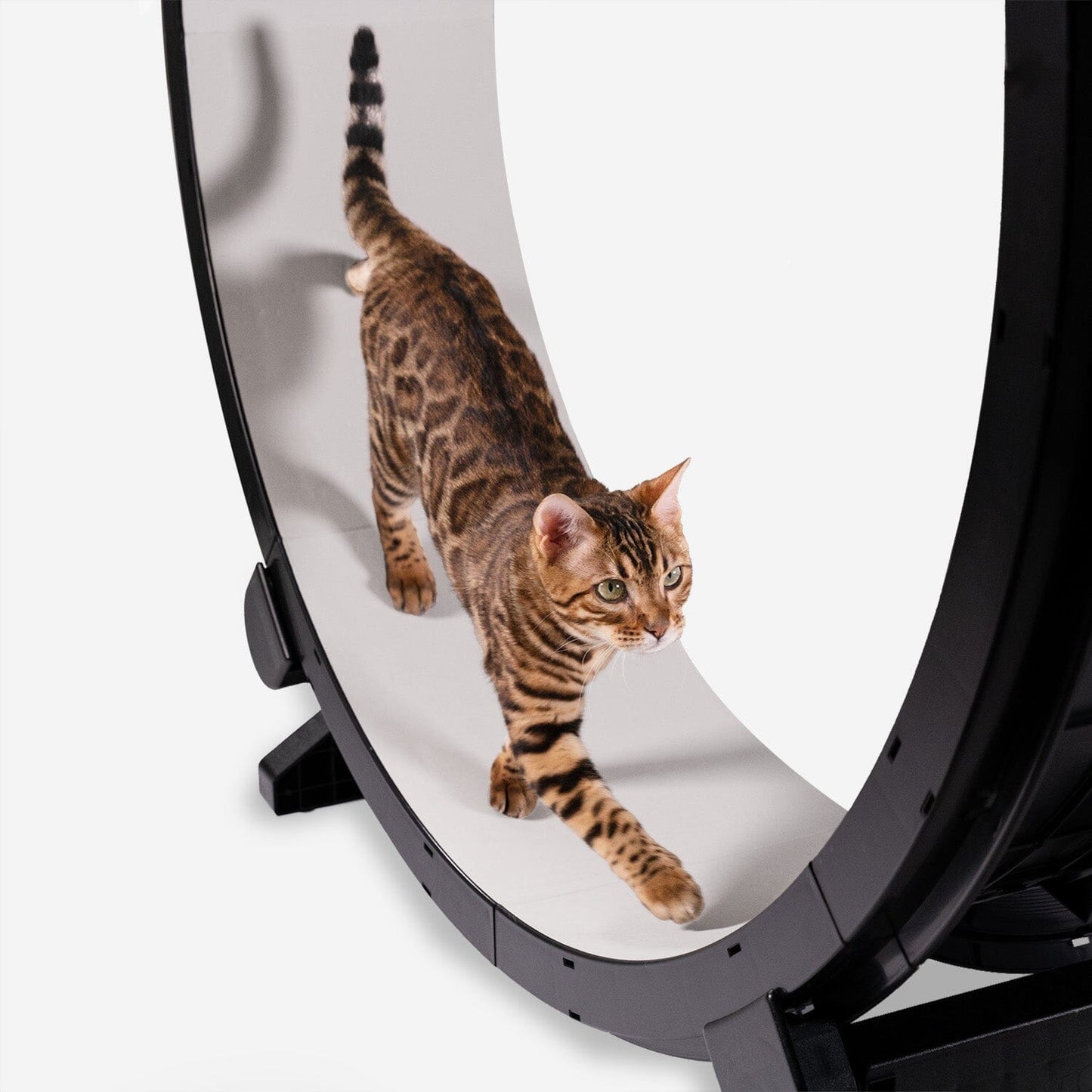 Cat Exercise Wheel