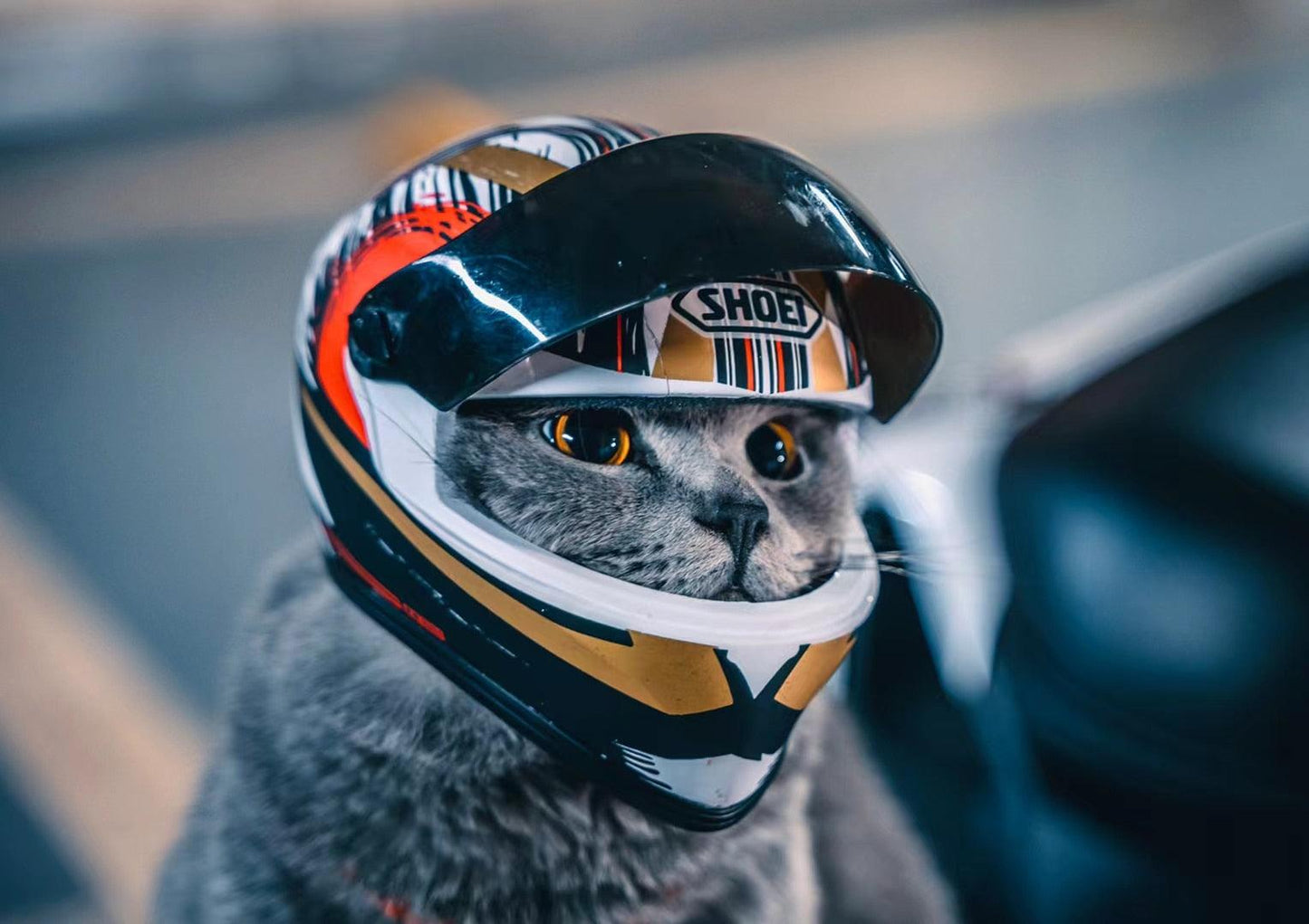 Cat Helmet - Onlypethappy