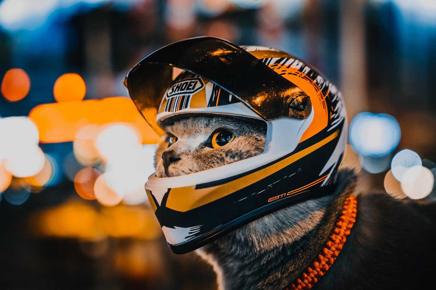 Cat Helmet - Onlypethappy