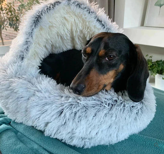 Haven Pet Bed - Onlypethappy