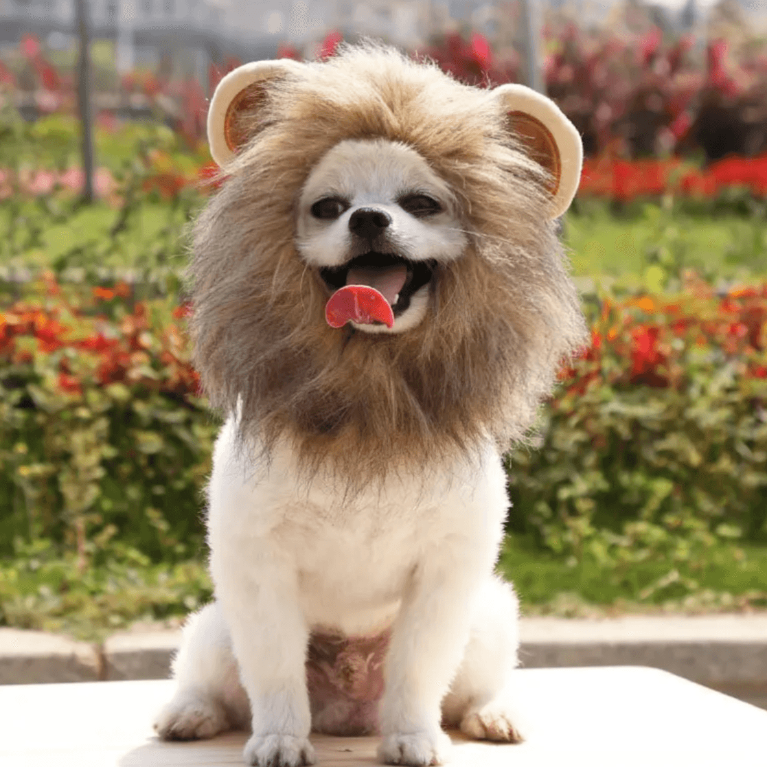 Lion Wig - Onlypethappy