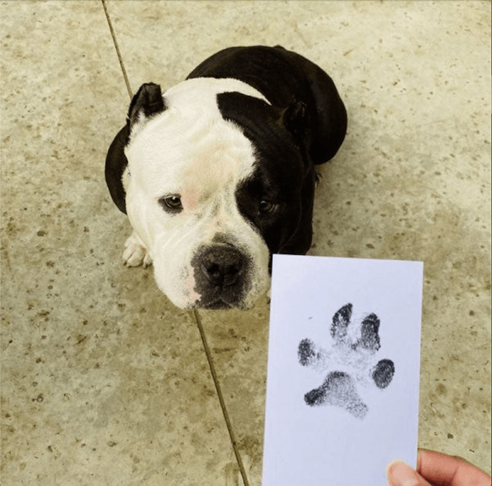 Paw Print Stamp - Onlypethappy