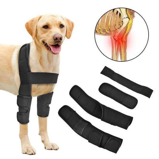 Pet Leg Support - Onlypethappy